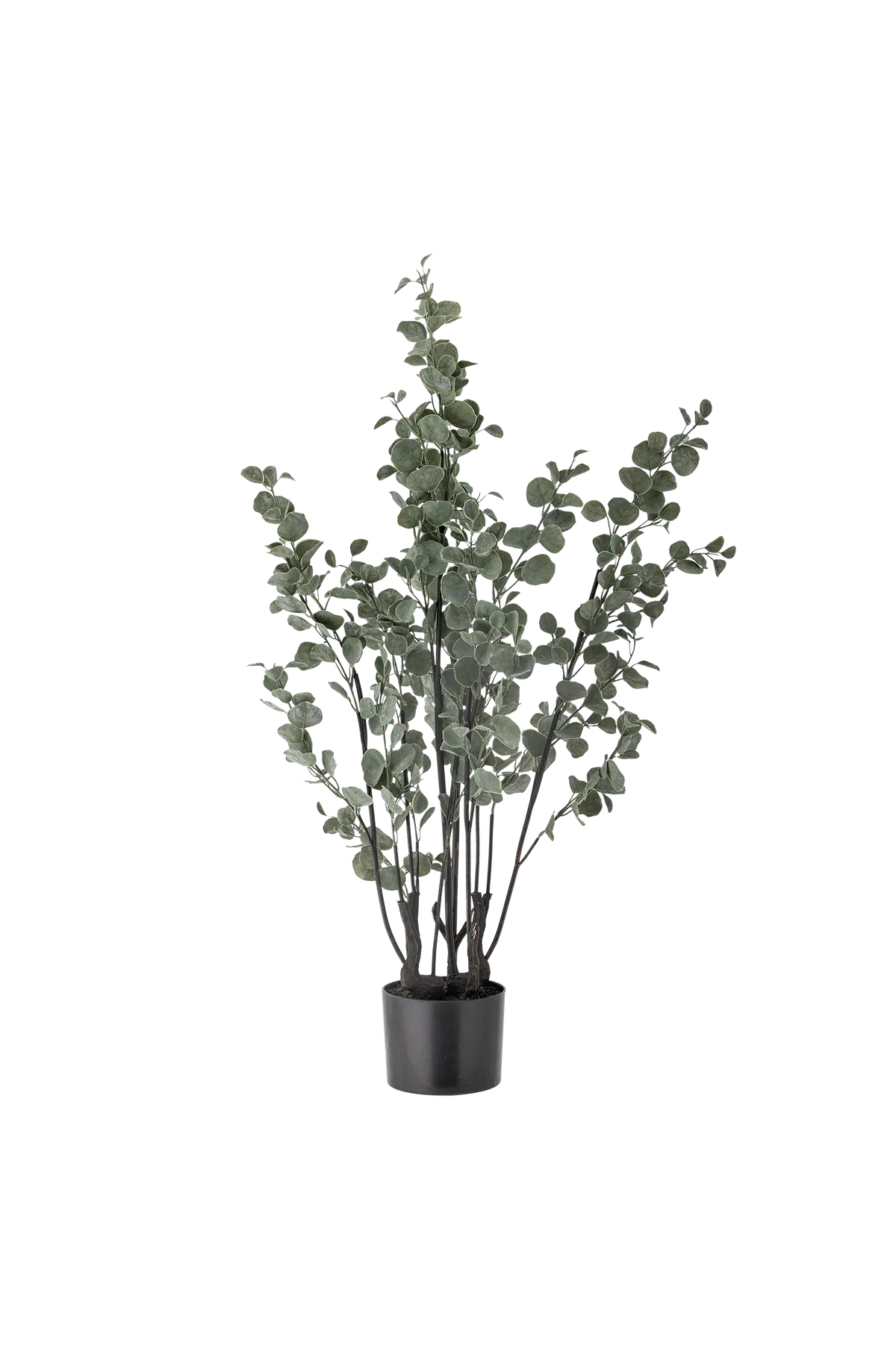 Eucalyptus Plante