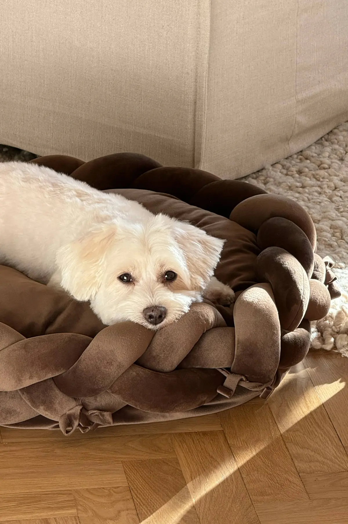 BRADY hunde-/katteseng