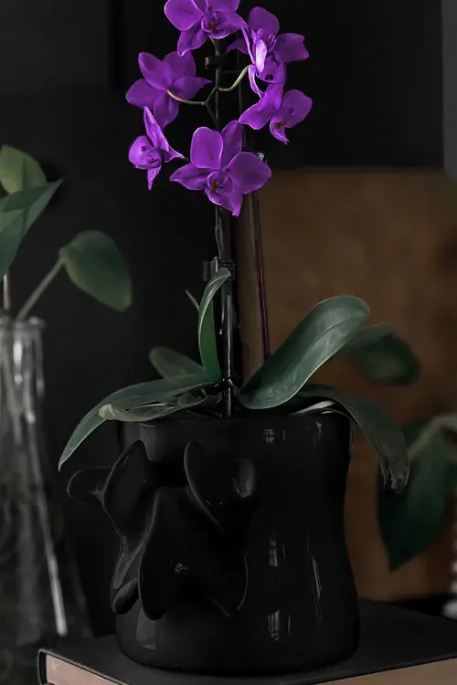 Ossuary Black Planter