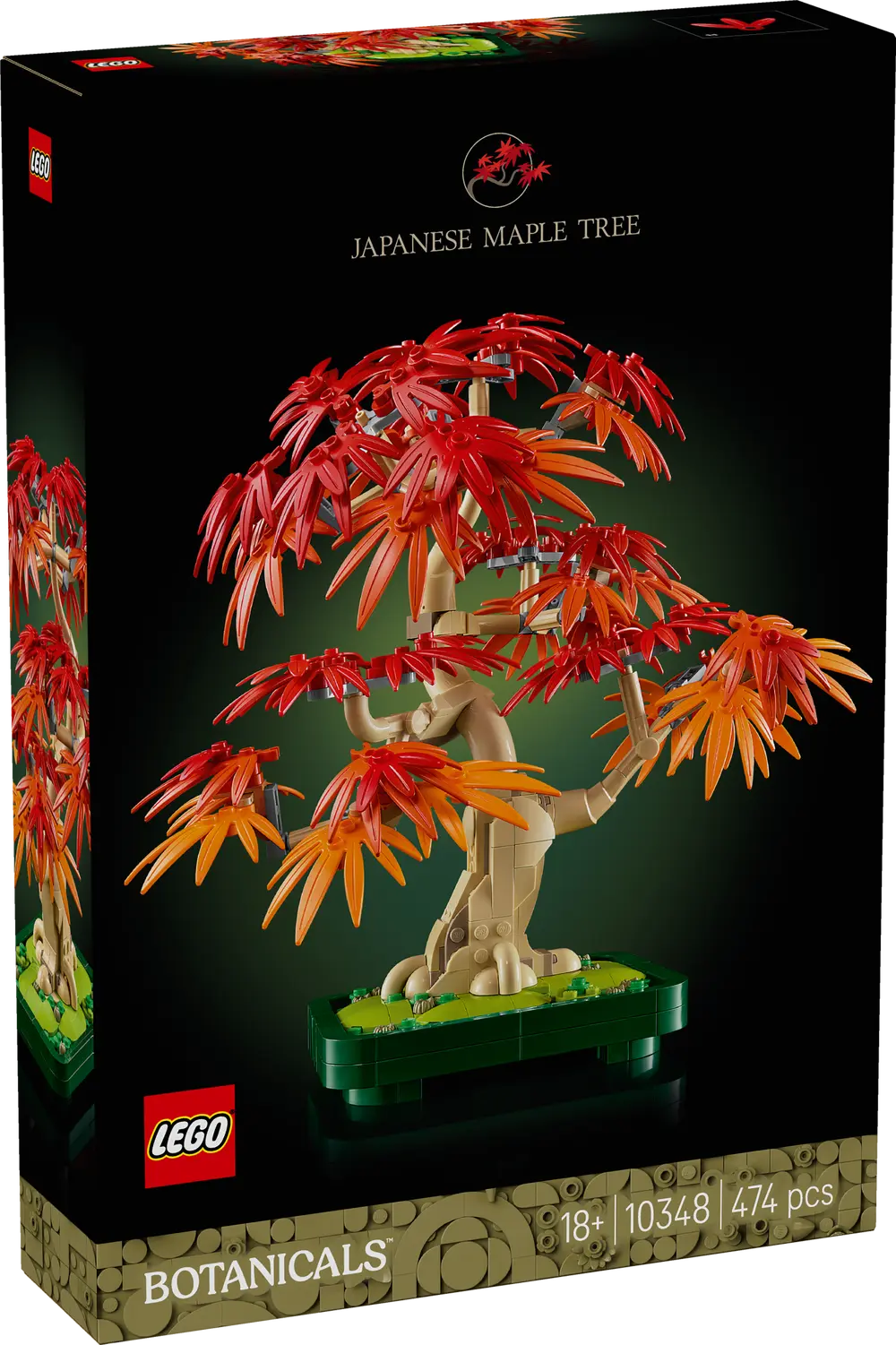 Bonsaitre: Japansk lønn (10348)