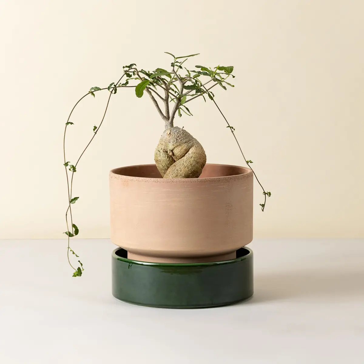 Hoff Potte Rosa/Emerald Green 30x25
