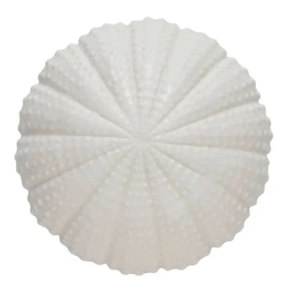 Shellille dekorasjon 8 cm hvit