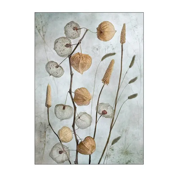 Mandy Disher poster 30x40 cm lanterns