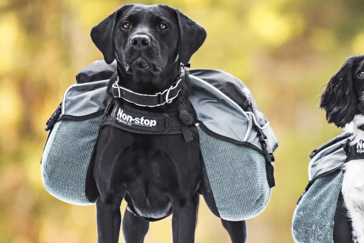 Non-Stop Dogwear Amundsen Kløv til hund - Hele Norges Dyrebutikk