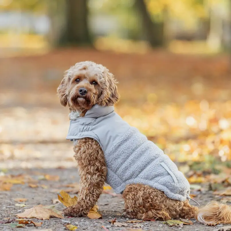 Trixie Ajou vinter hundejakke - Hele Norges Dyrebutikk