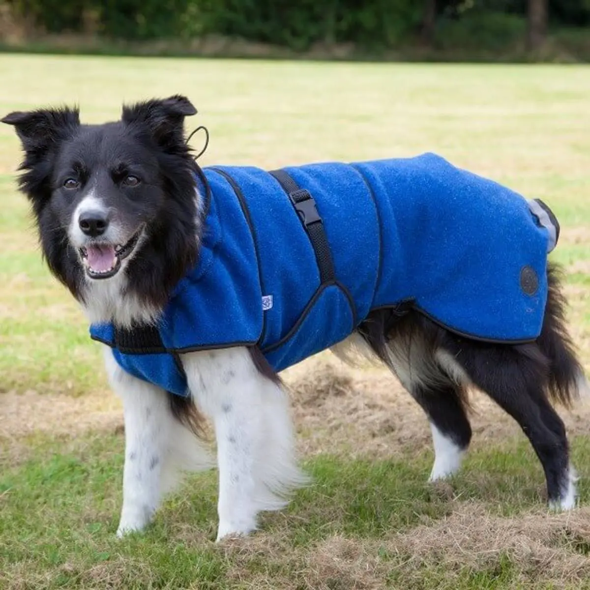 Canelana Lana Hundedekken i Ull (Blå) - Hele Norges Dyrebutikk