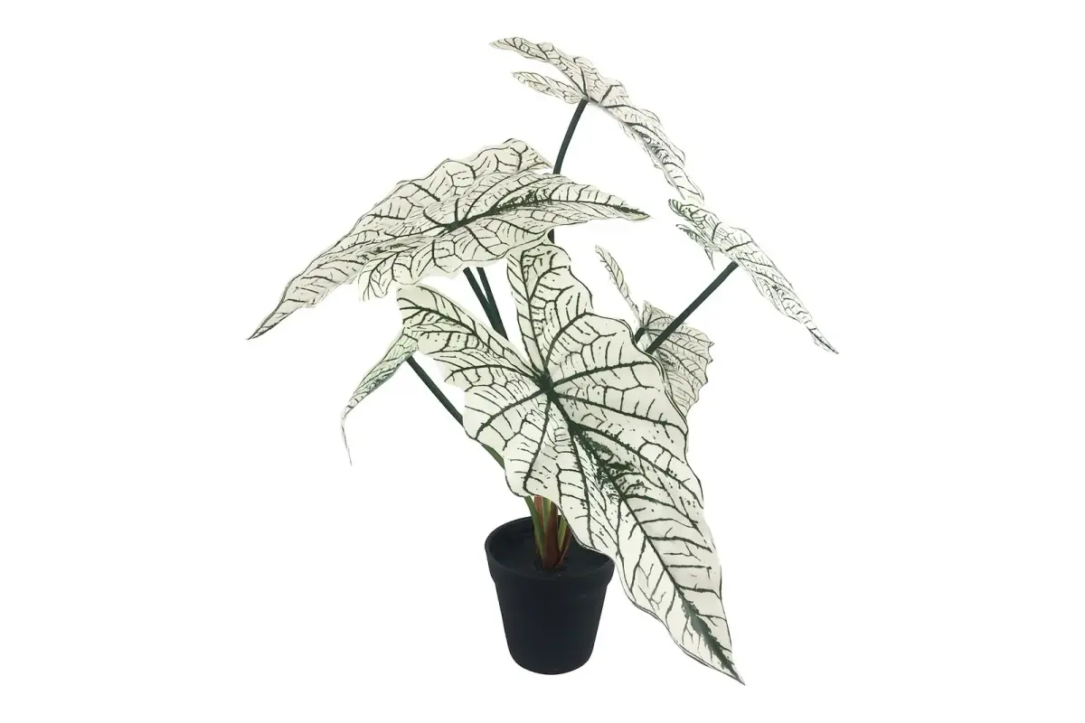 Alocasia potteplante