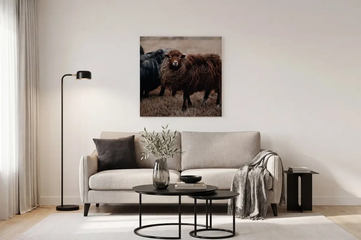 Long wool sheep 70x70cm