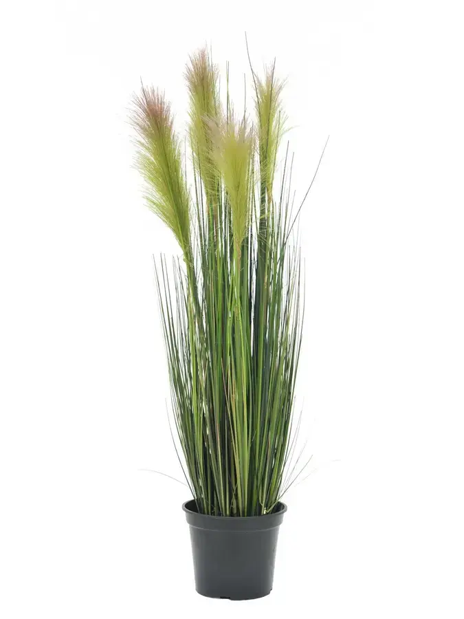 Europalms Feather grass, rosa, 90cm