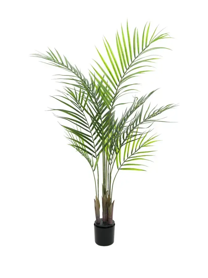Europalms Areca palm with big leaves