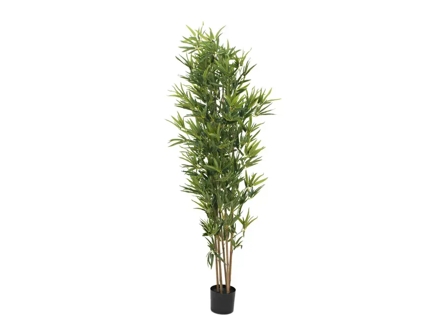 EUROPALMS Bamboo deluxe