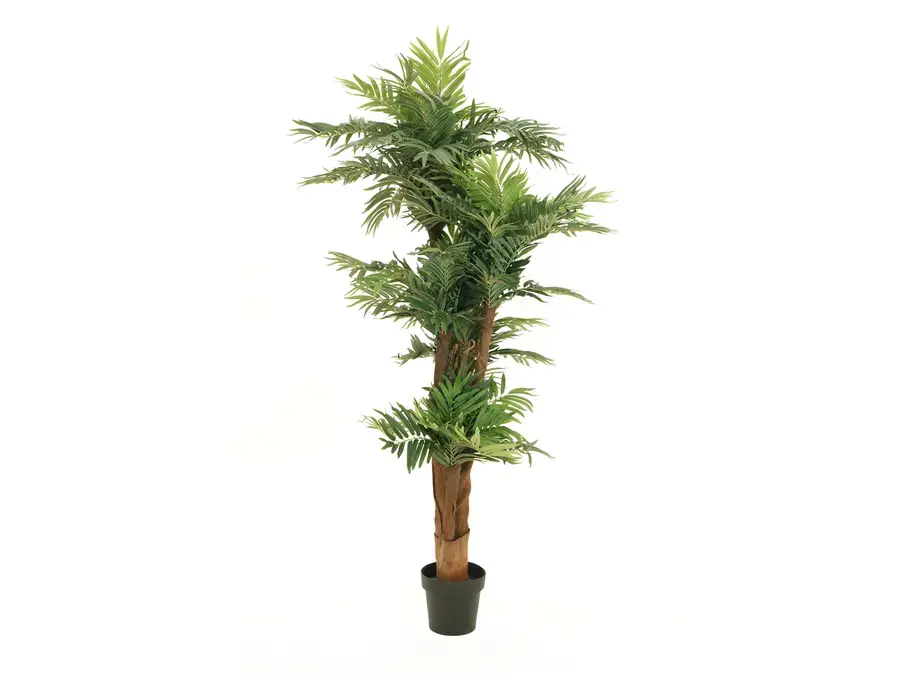 Europalms Areca palm