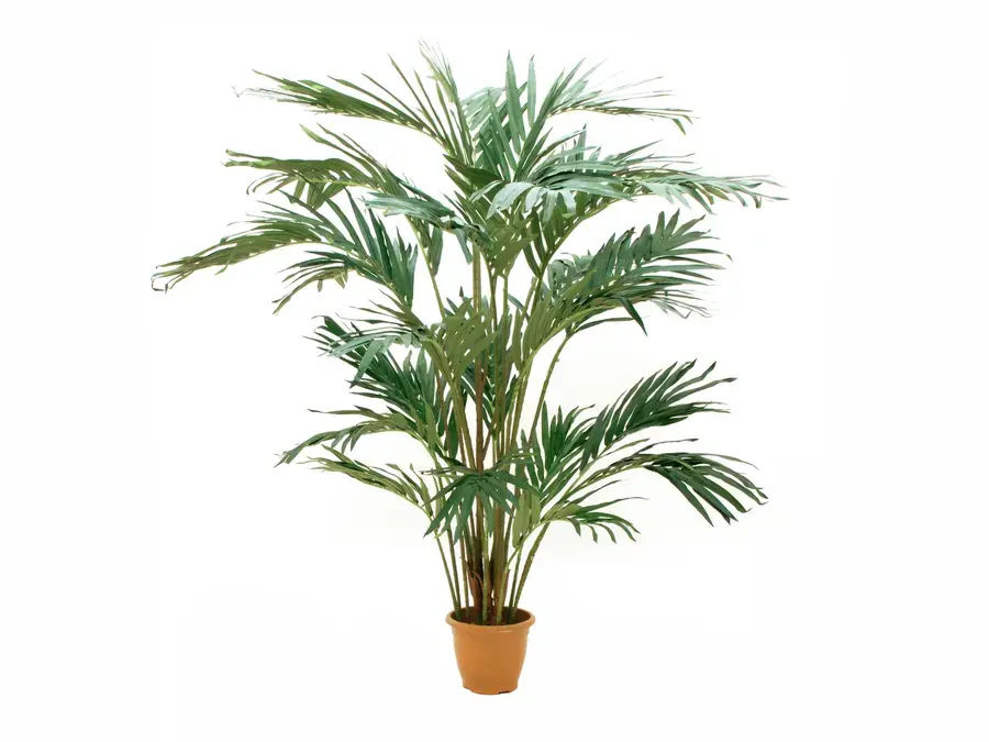 Europalms Canary date palm