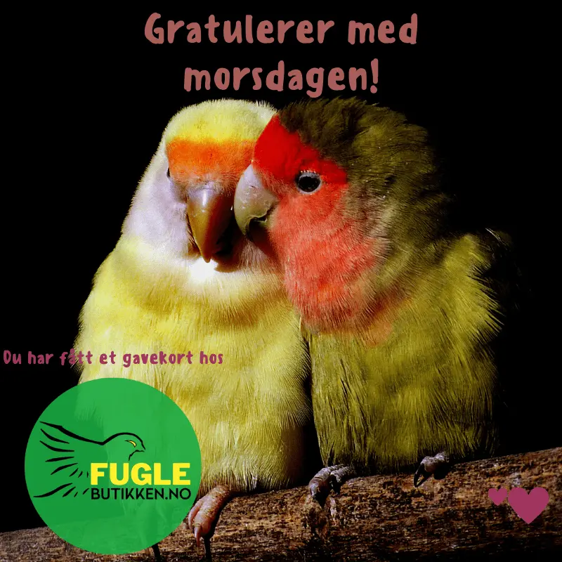 Gavekort Fuglebutikken - fuglebutikken.no