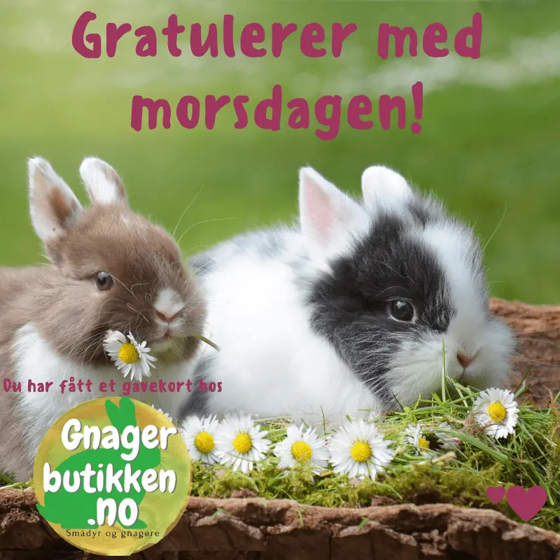 Gavekort Gnagerbutikken - Gnagerbutikken.no