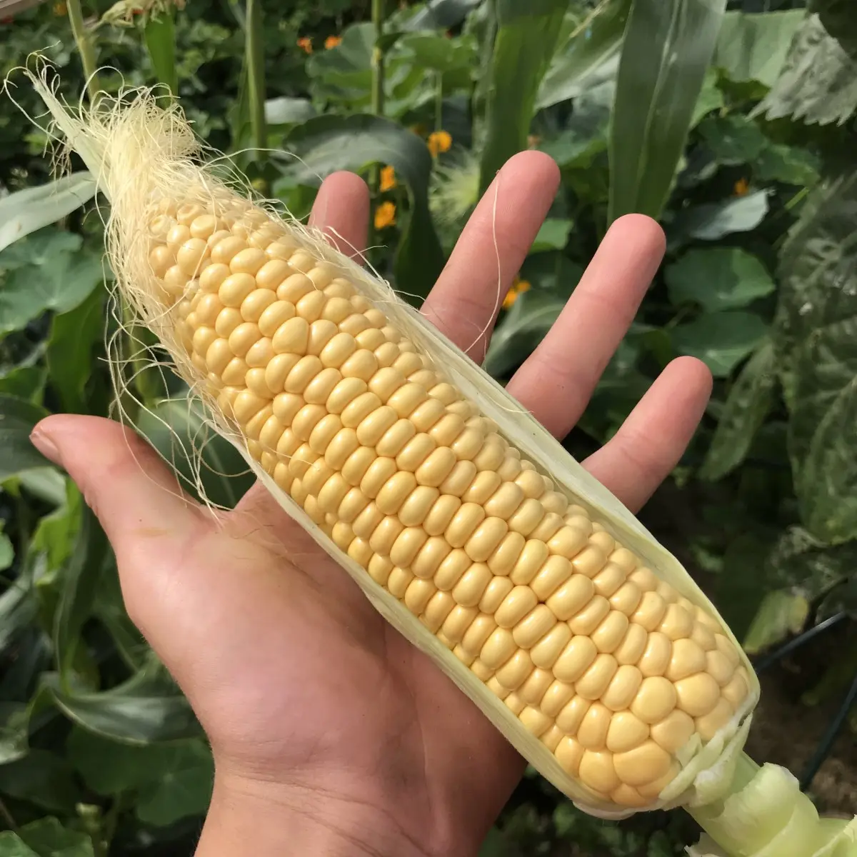 JR Farm Tørkede Maiskolber - Gnagerbutikken.no