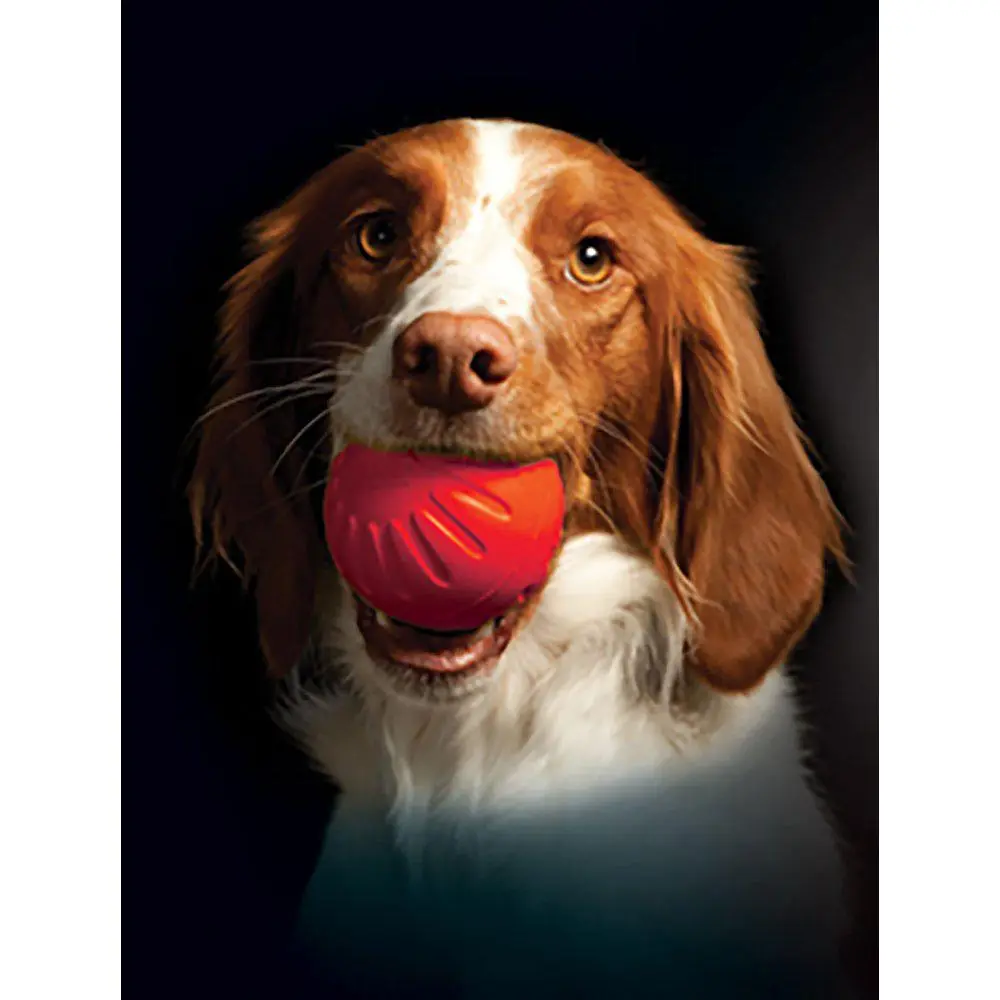 Starmark Foam Bacon Ball Hundeleke - Hund i Norge
