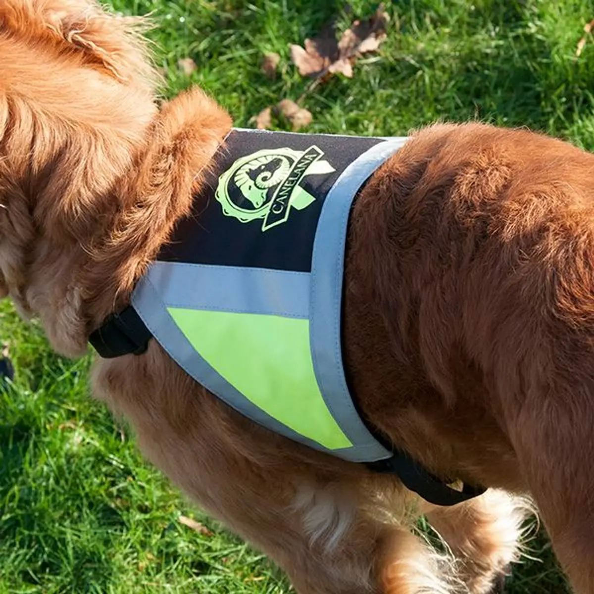 Canelana Refleksdekken - Hund i Norge