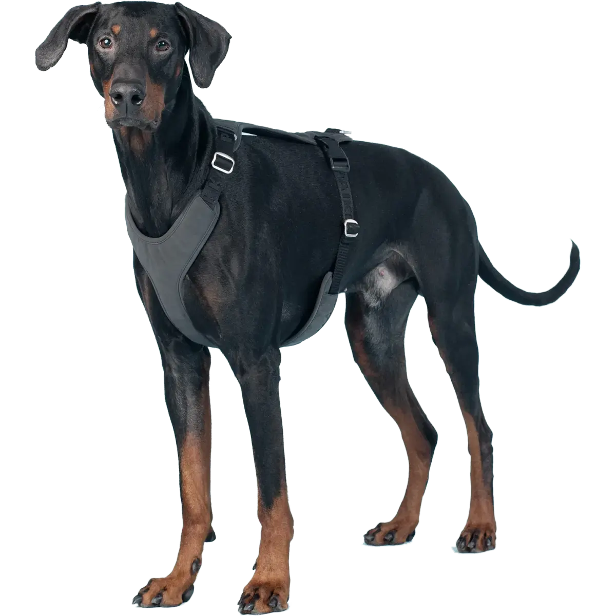 PAIKKA Visibility Harness Dark