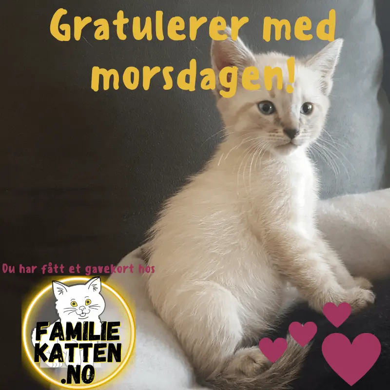 Gavekort Familiekatten - Katt i Norge, katters favorittbutikk