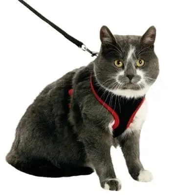 Kattesele myk med leiebånd - Katt i Norge, katters favorittbutikk