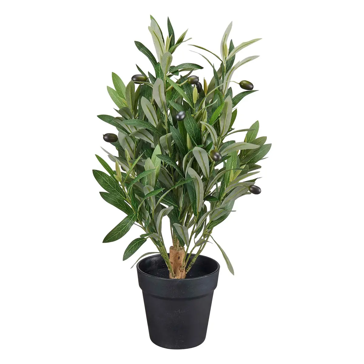 Plante Oliventre 50cm