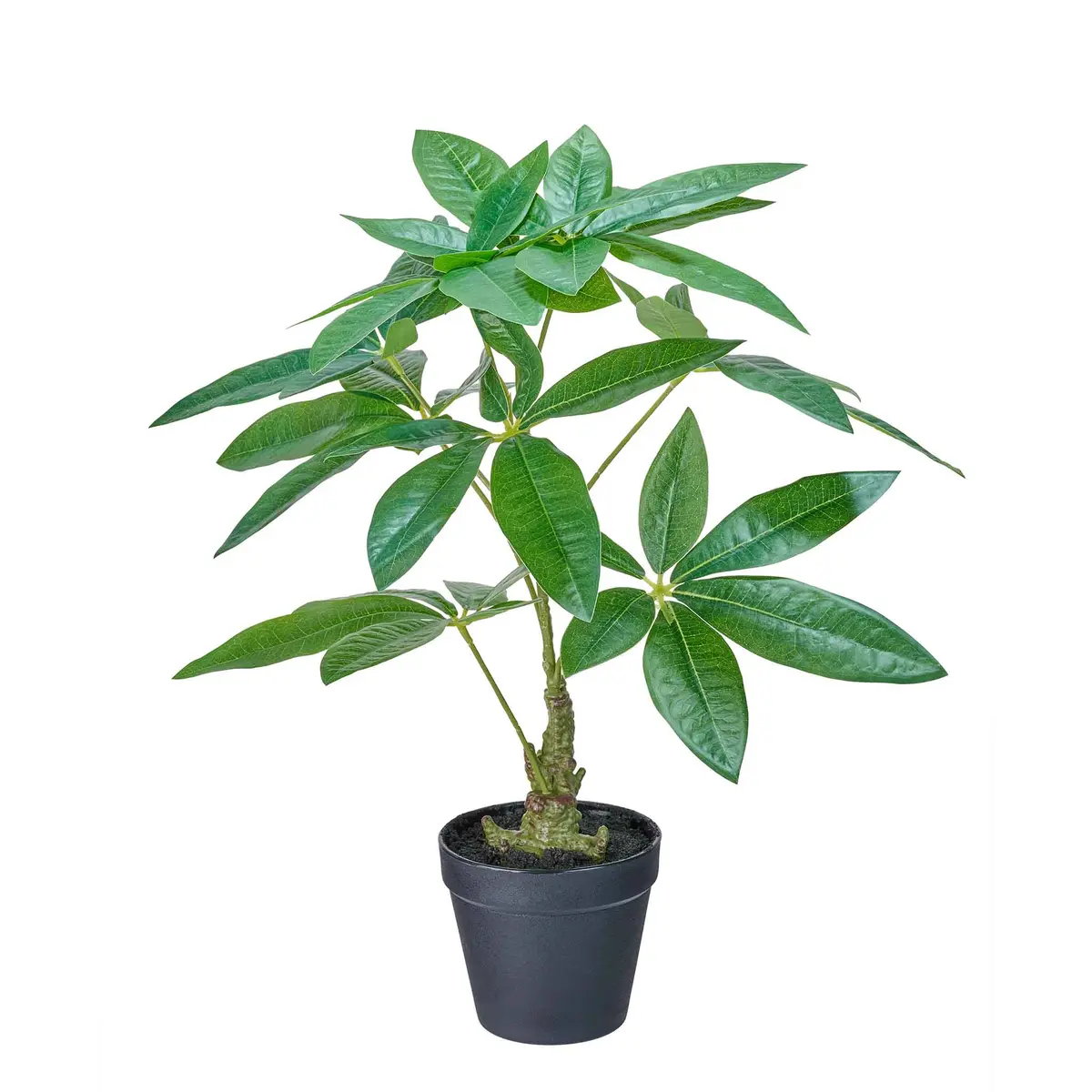 Plante Pachira 52cm