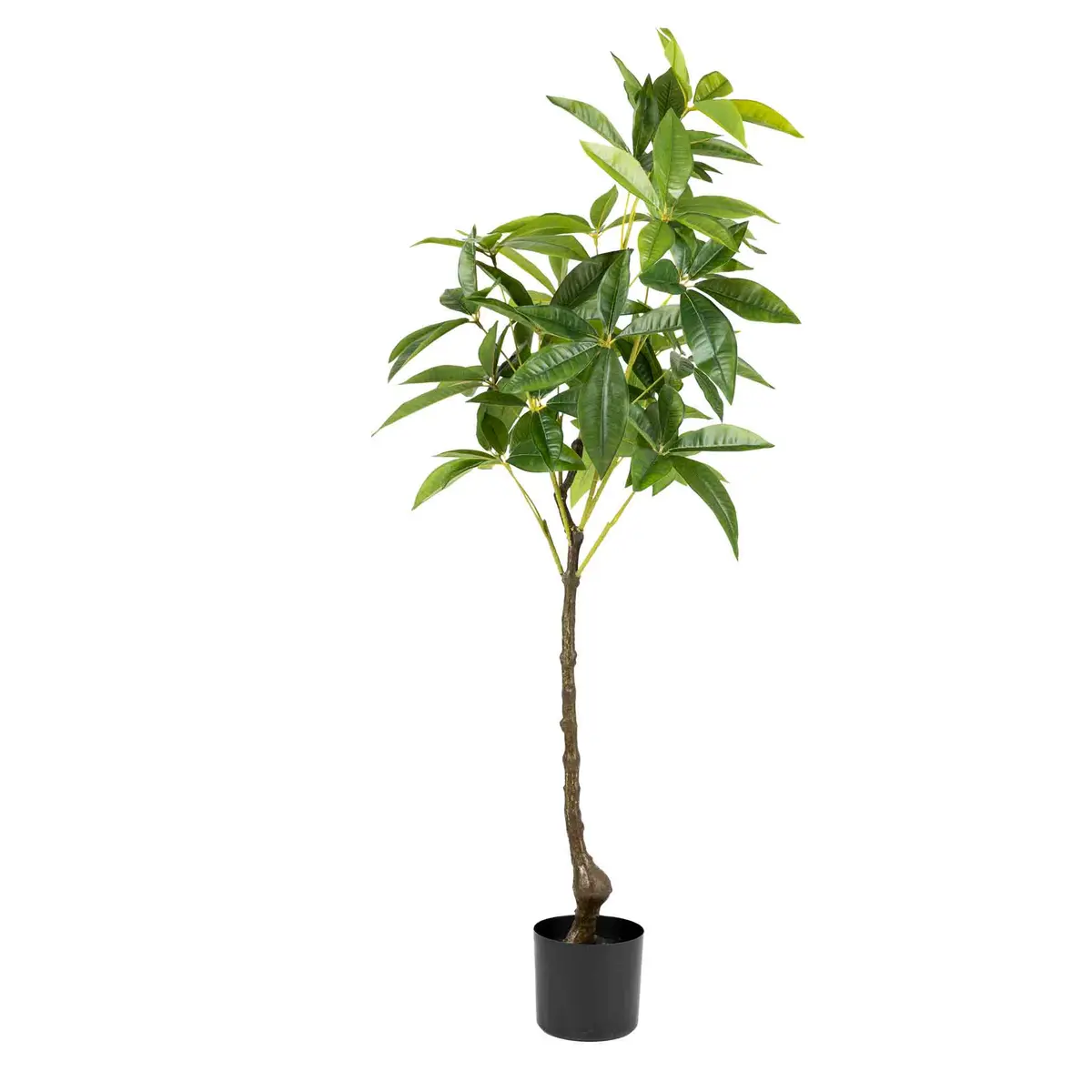 Plante Tre 115 cm