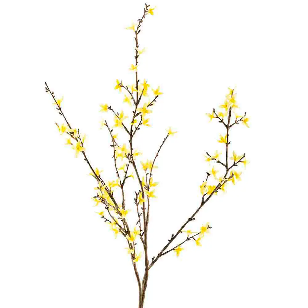 Blomst Forsythia
