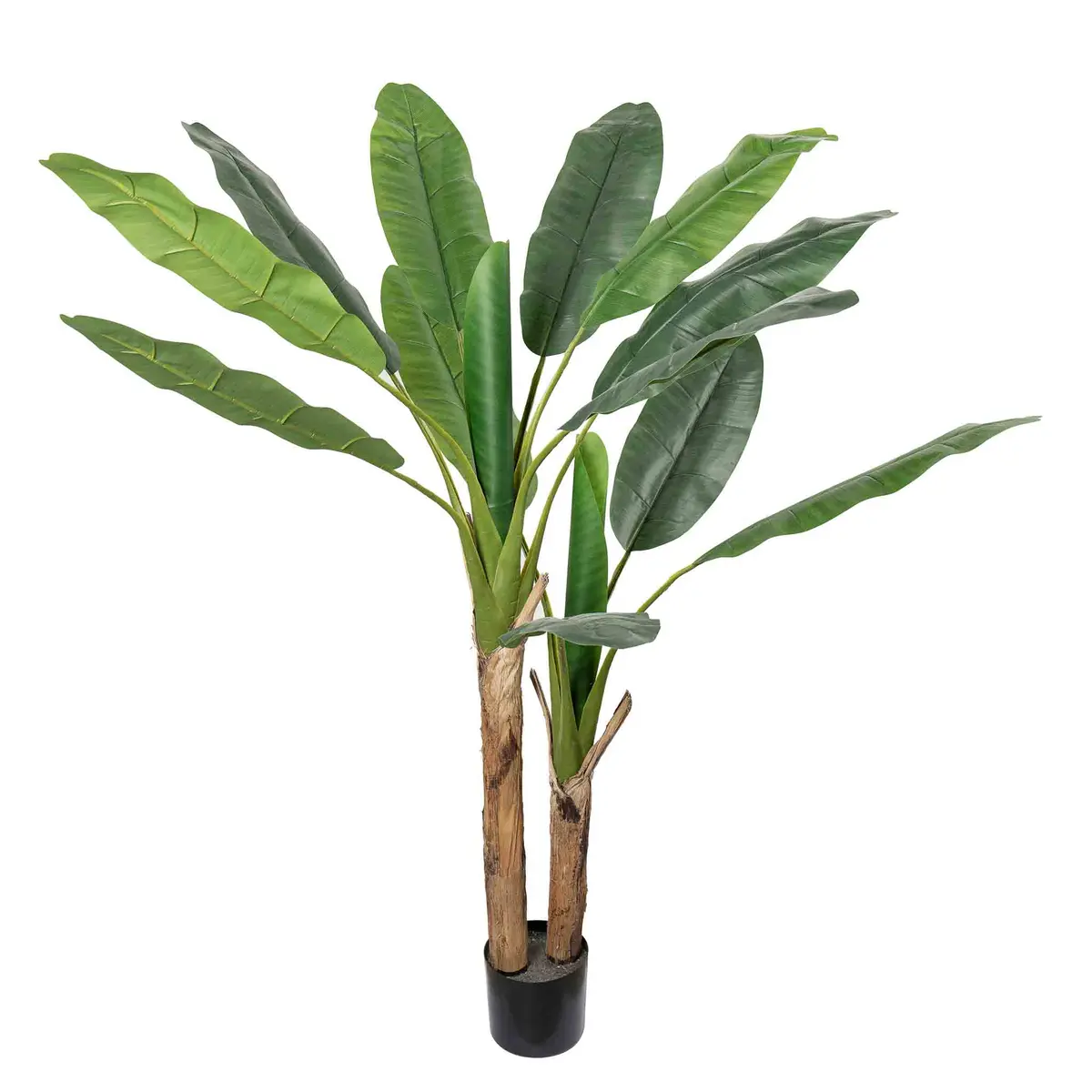 Plante Banantre 135cm