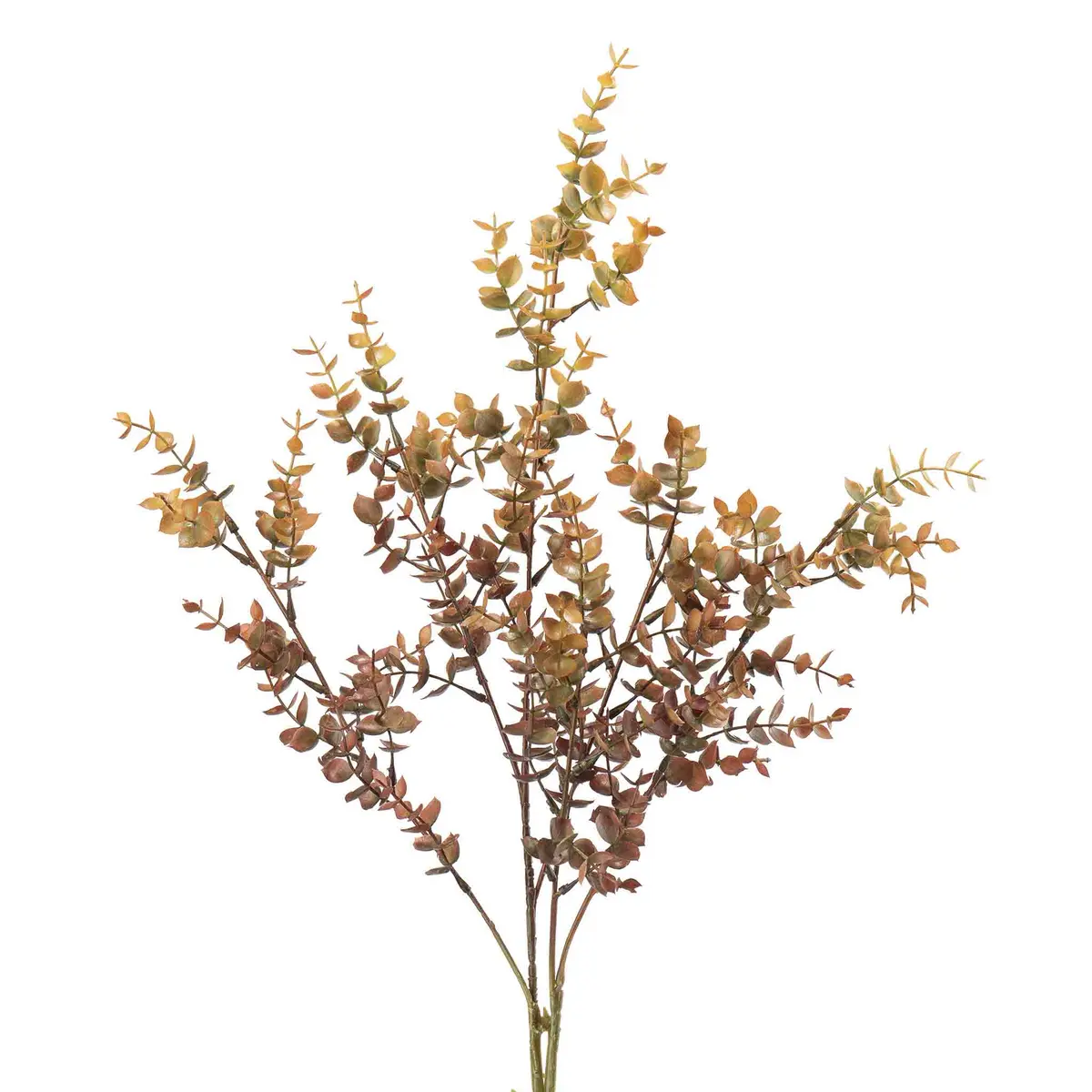 Stilk eucalyptus