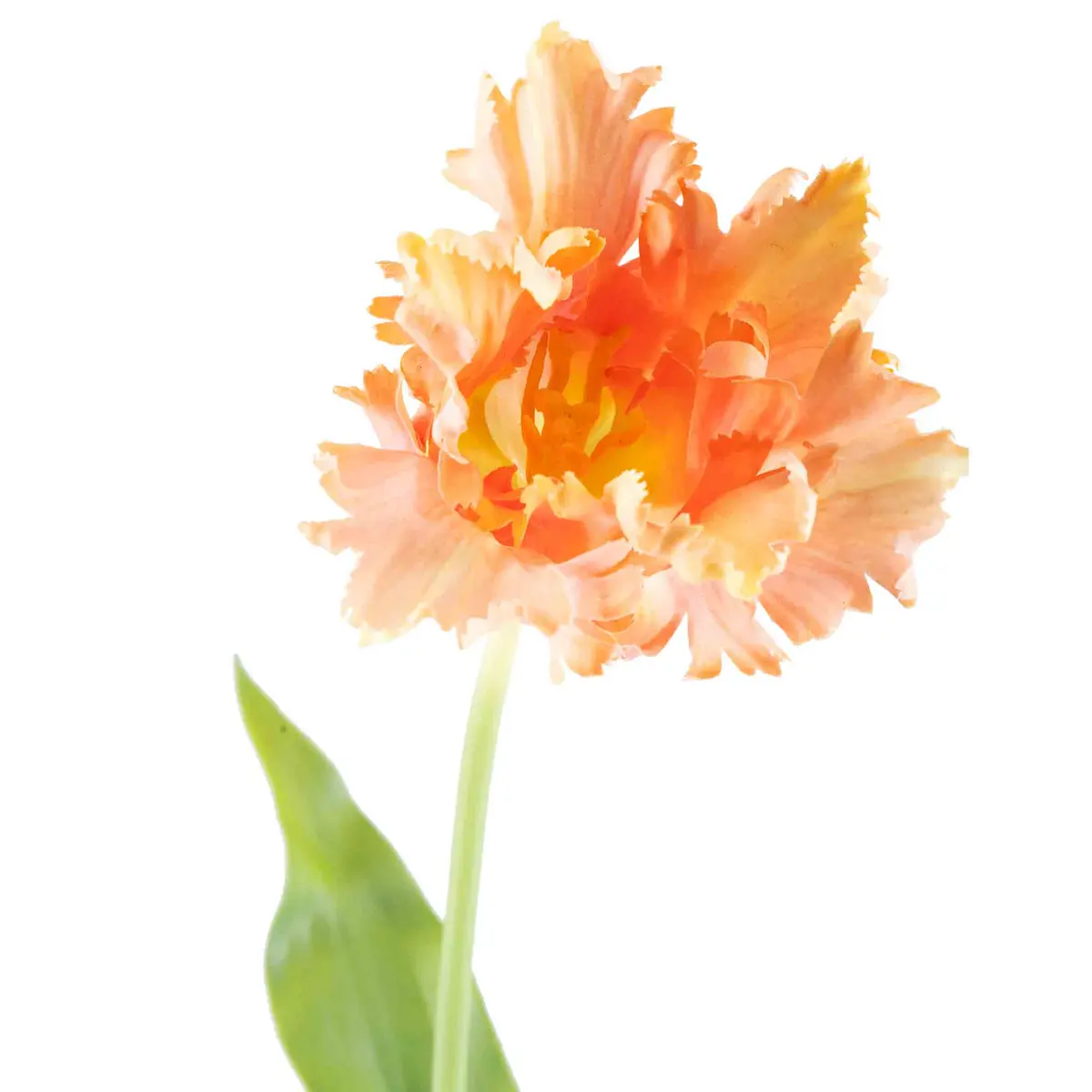 Tulipan