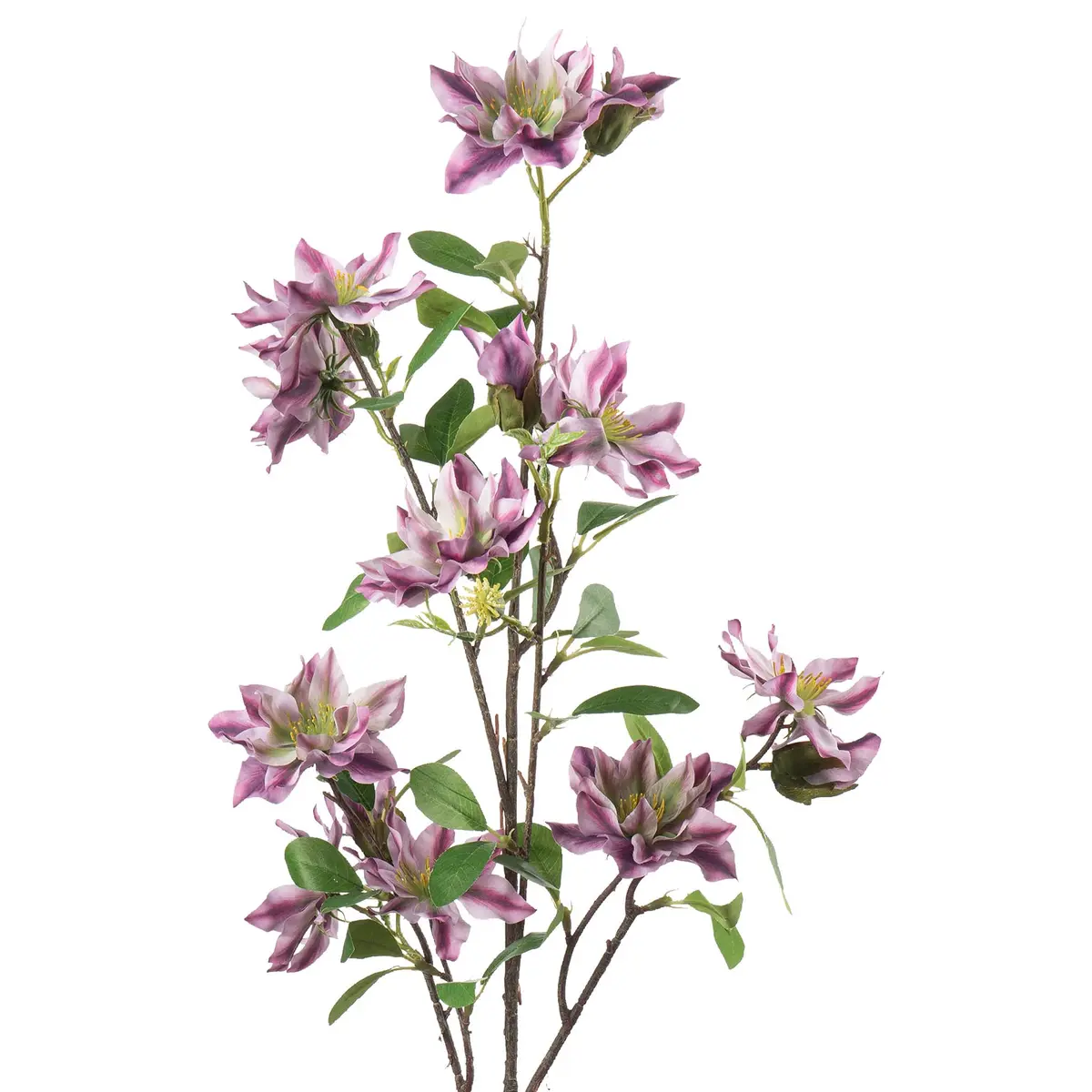 Gren Klematis H 105 cm