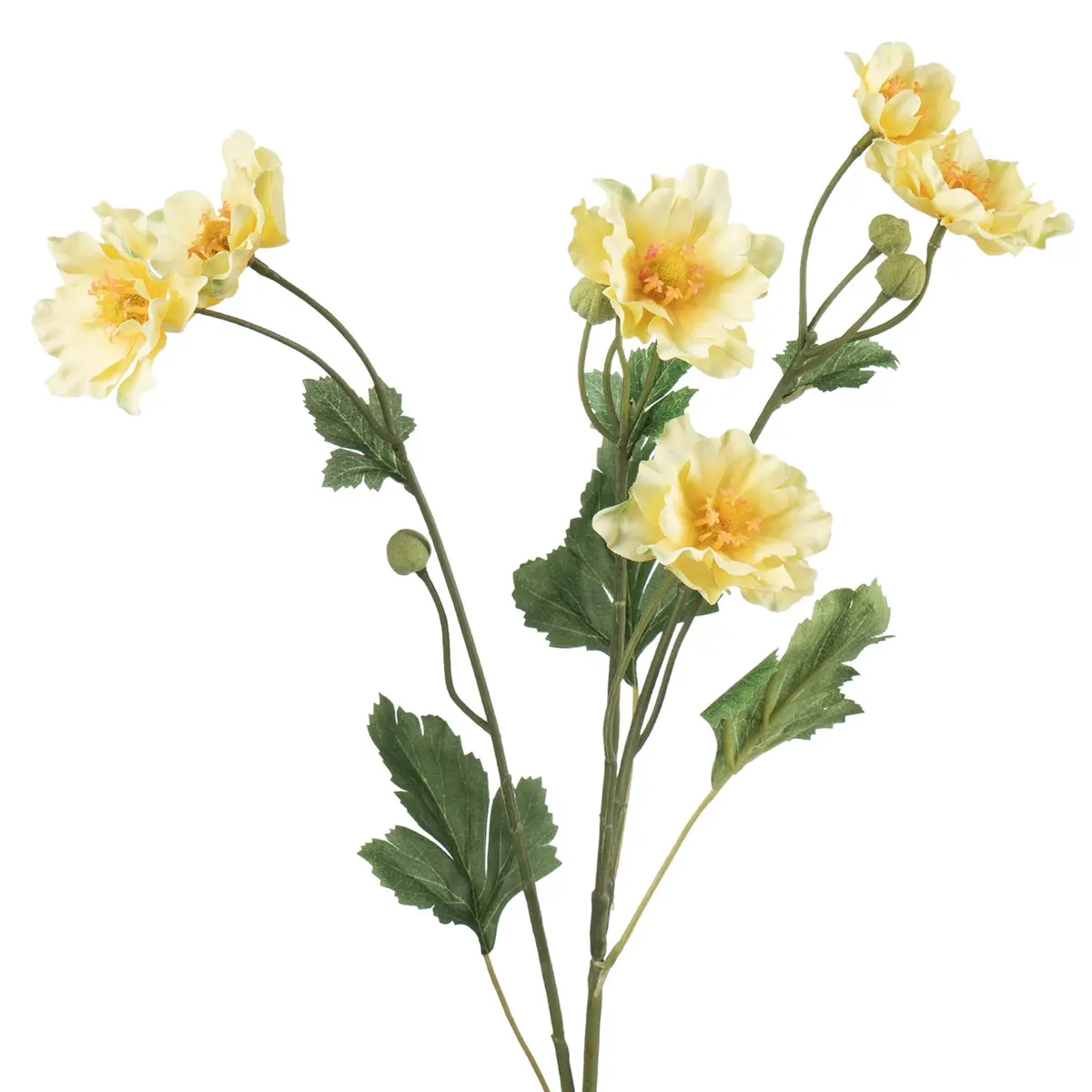Stilkblomst Ranunkel 69 cm