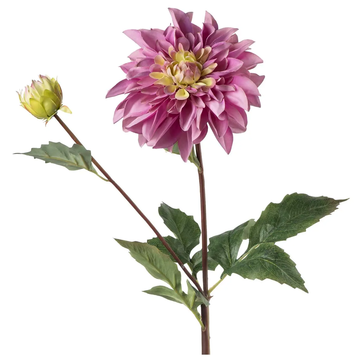 Stilkblomst Dahlia 70 cm rosa