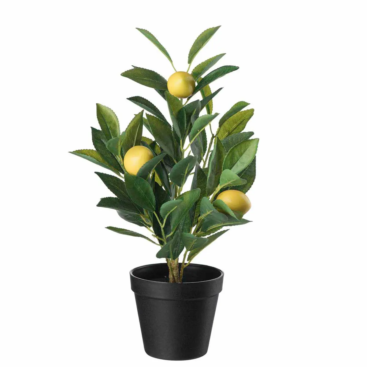 Plante Sitrontre H 42 cm