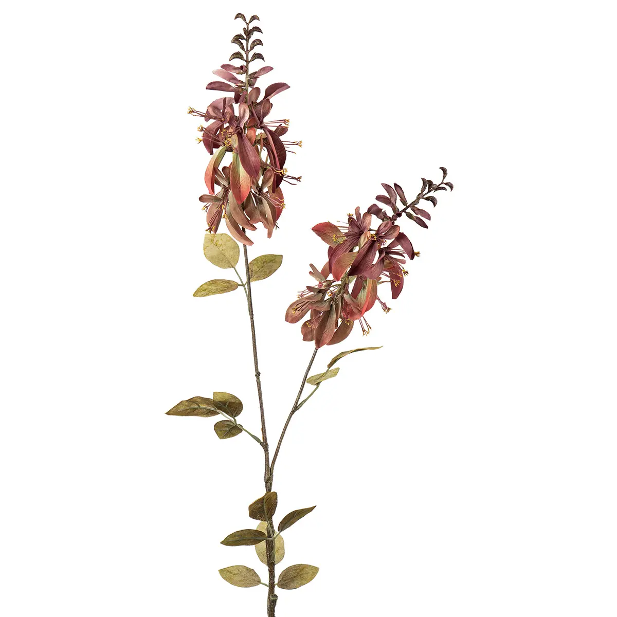 Stilkblomst Erythrina 102cm