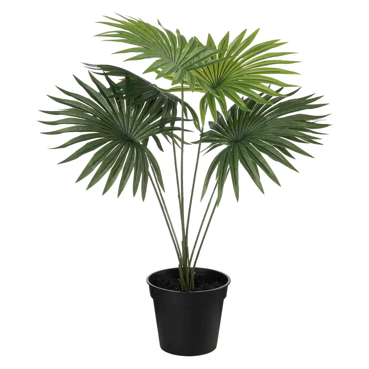 Plante Livistona 42cm