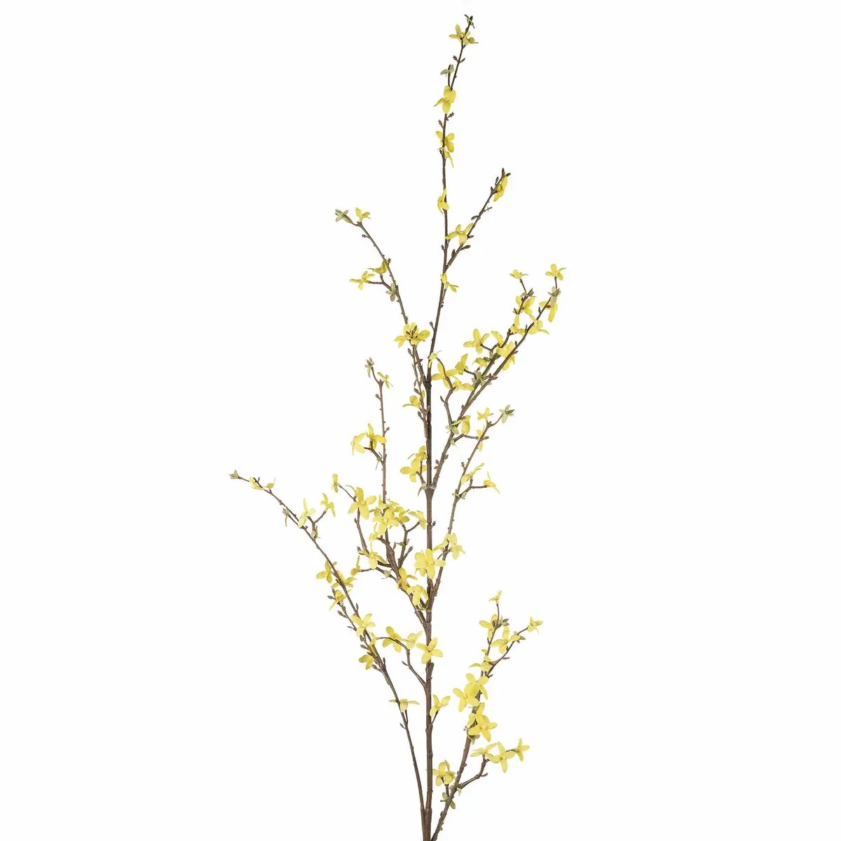 Gren Forsythia 120cm