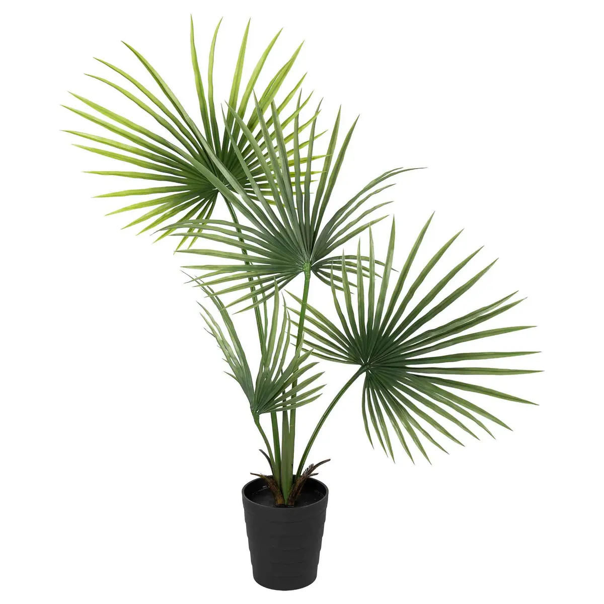 Plante Kwai palme 130 cm