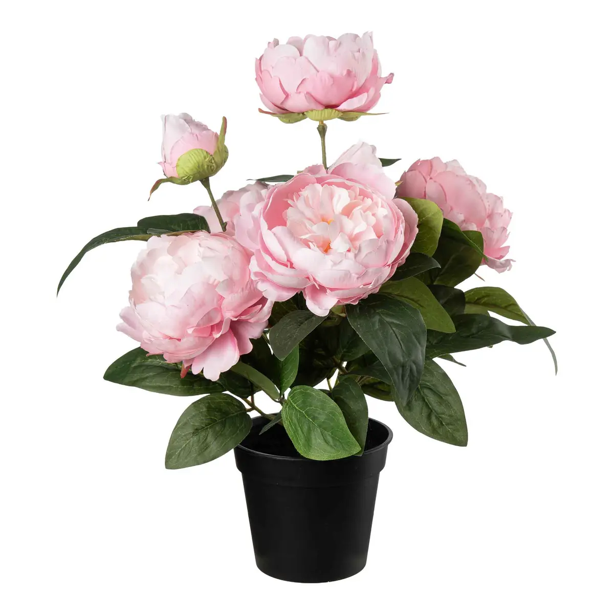 Plante Peon 42cm