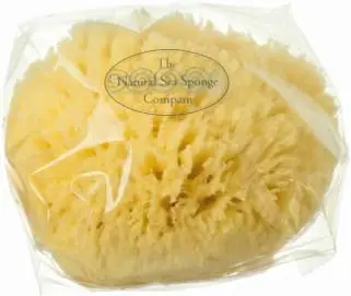 Hydréa London Grass Sea Sponge Caribbean