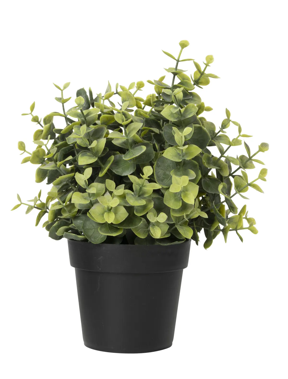Eukalyptus i potte kunstig