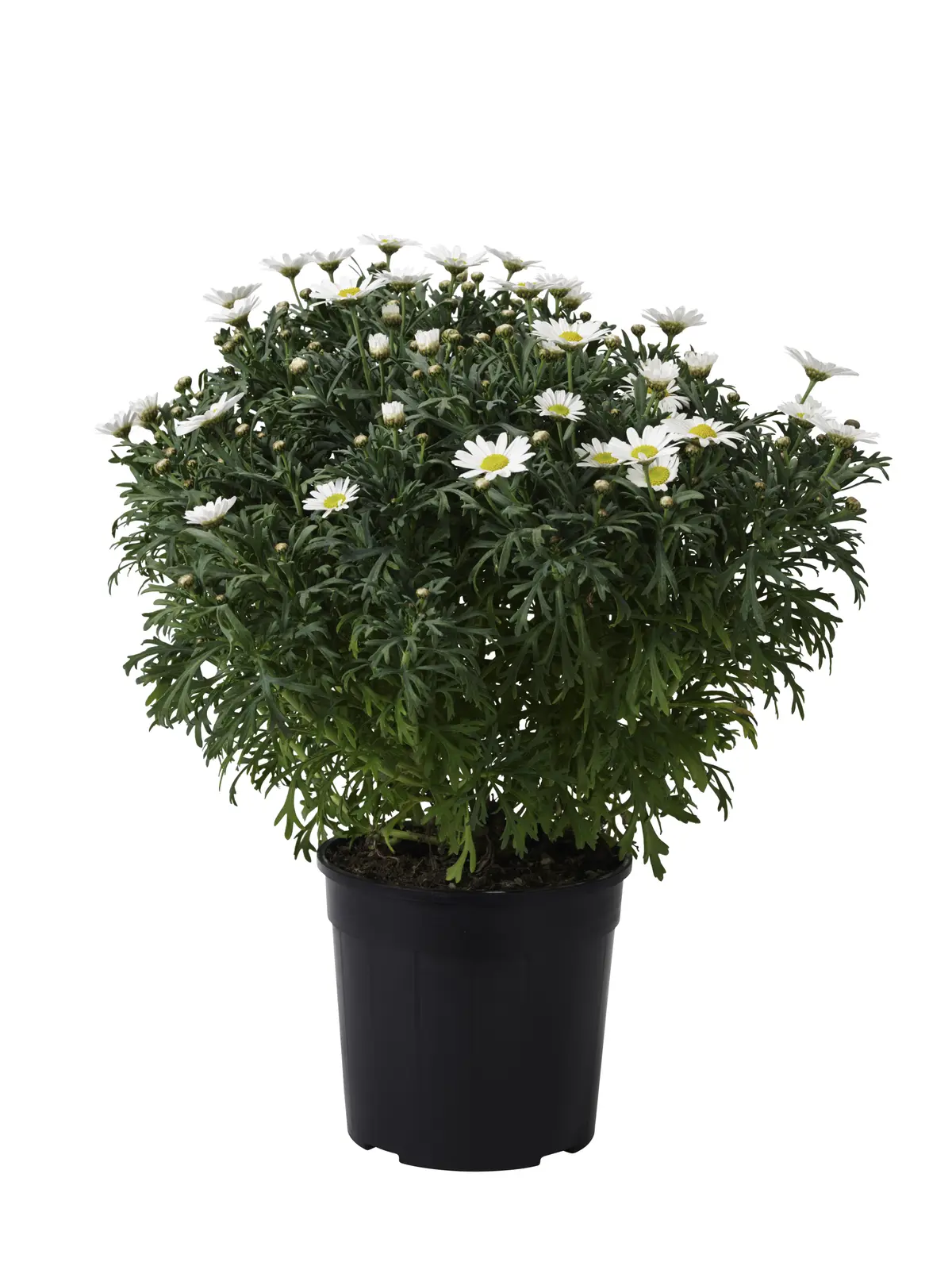 Margeritt