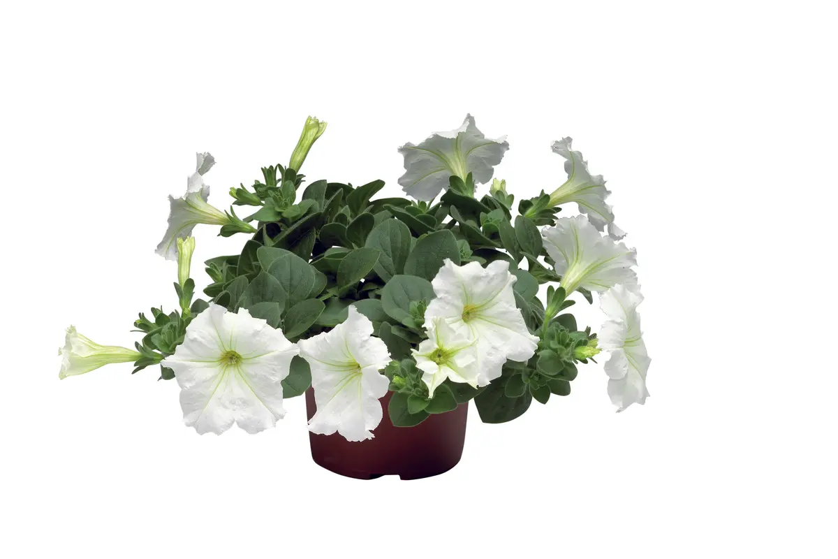 Petunia