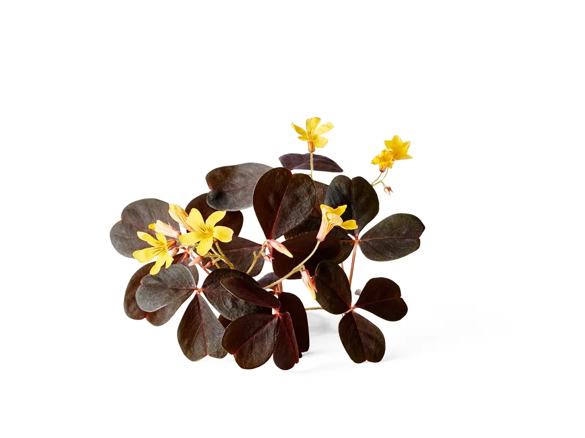 Oxalis