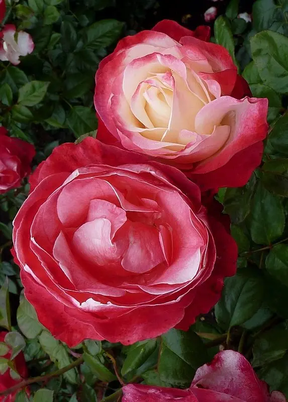 Silkrose 'Nostalgie'