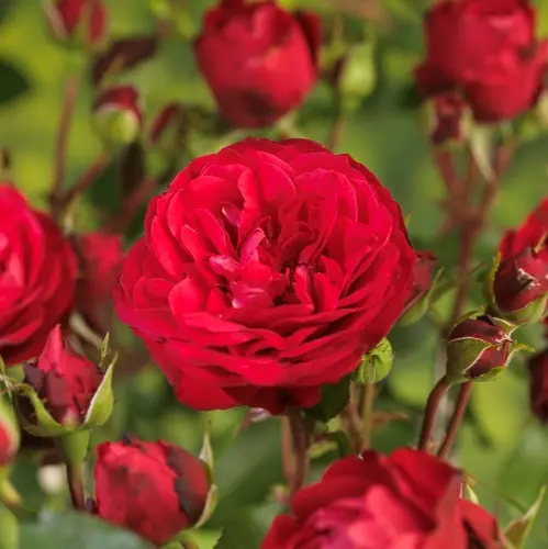 Oppstammet klaserose RED MEILOVE