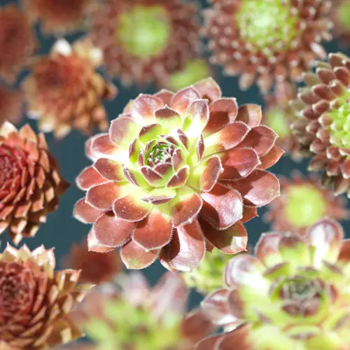 Sempervivum, miks