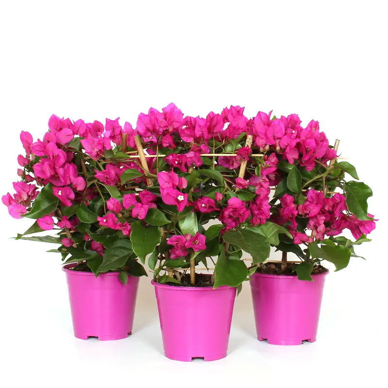 Trillingblomst 'Vera Deep Purple'